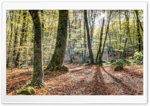 Jordans Beech Wood