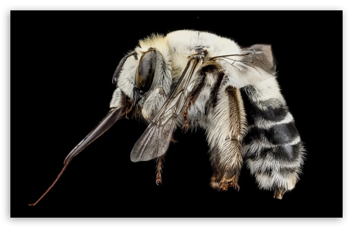 Download A Solitary White Bee, Anthophora Affabilis UltraHD Wallpaper