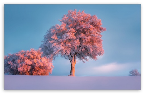Download Trees, Winter, Pink Sunset UltraHD