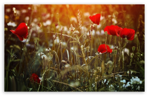 Download Red Poppies Desktop UltraHD Wallpaper