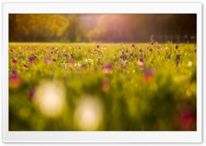 Fritillaria, Field, Flowers,...