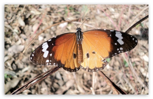 Download Beautiful Butterfly UltraHD Wallpaper