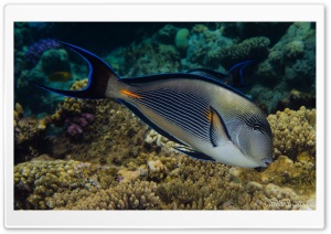 Red Sea Fish