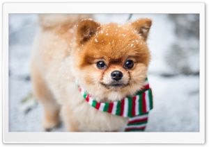 Pomeranian Dog, Outdoor, Winter
