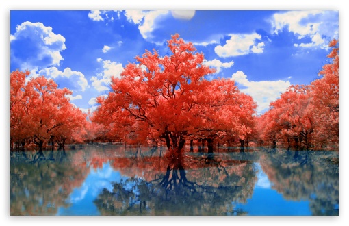 Download Red Trees UltraHD Wallpaper