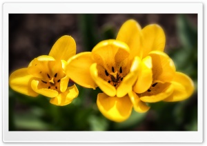 Spring Yellow Tulips Flowers