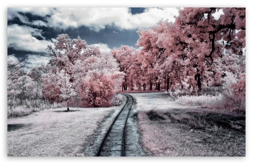 Download Through the Pink Woods UltraHD Wallpaper