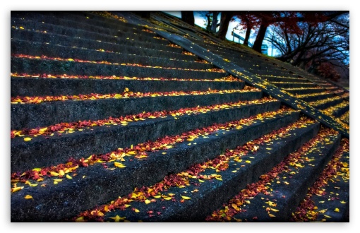 Download Leaves Resting On Steps UltraHD Wallpaper