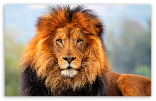 Download Lion UltraHD Wallpaper