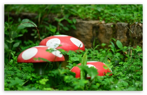 Download Garden Mushrooms UltraHD Wallpaper