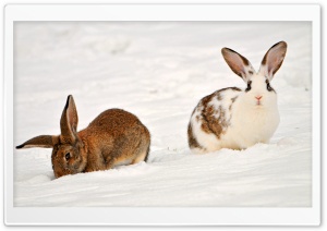 Two Rabbits In The Snow