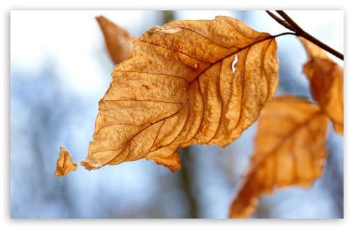 Download Dry Leaves, Autumn UltraHD Wallpaper