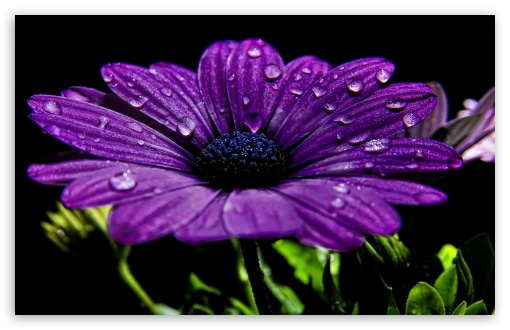 Download Beautiful Purple Flower UltraHD Wallpaper