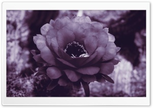 Purple Cactus Blossom