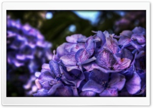 Dreamy Purple Flower