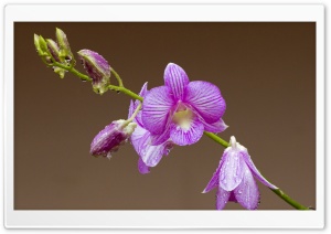 Orchid Drops On Petals