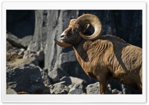 Bighorn Sheep