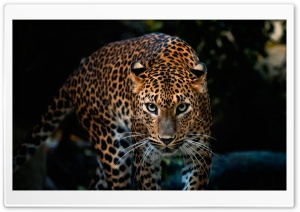 Gorgeous Jaguar