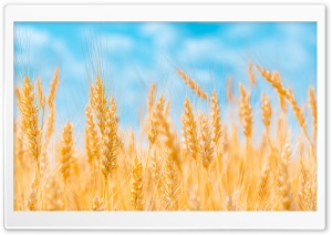 Golden Ears of Wheat, Blue Sky