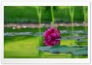 Lotus Flower, Green Lake