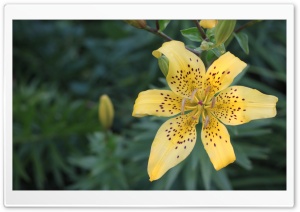 Yellow lily.