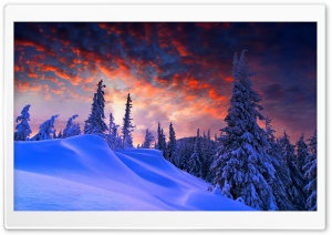 Spruces With Snow Sunset