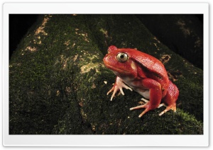 Tomato Frog