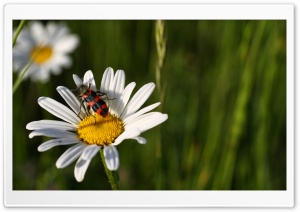 Daisy And Insect