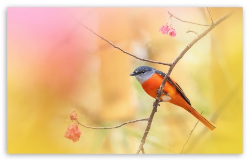 Download Little Bird, Spring UltraHD Wallpaper