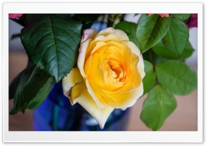 Yellow Rose Flower in a Vase