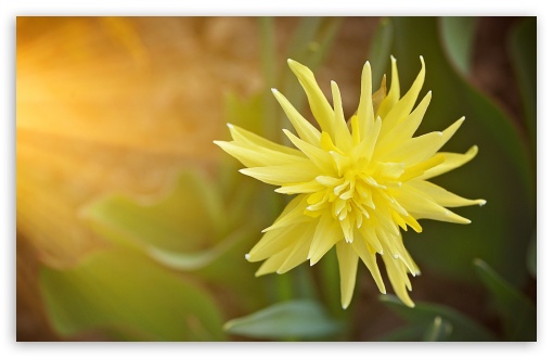 Download Yellow Flower UltraHD Wallpaper