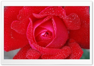 Morning dew on a Red Rose