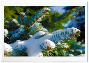 Snowy Blue Spruce