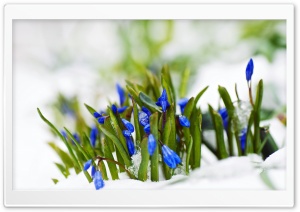 Spring Blue Flowers In Snow...
