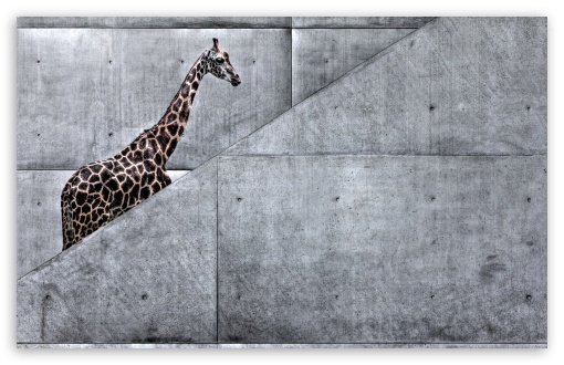 Download Giraffe Climbing Stairs UltraHD Wallpaper