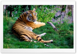 Tiger Resting On Green Grass
