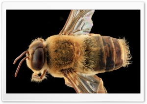 Western Honey Bee Macro, Apis...