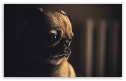 Download Sad Puppy UltraHD Wallpaper