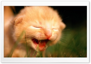 Newborn Kitten Crying