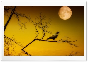 Bird Sitting Under Full Moon