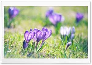 Purple Crocuses