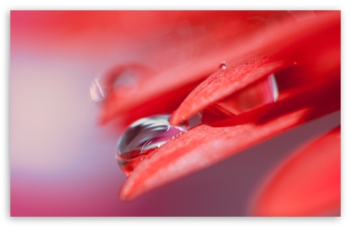 Download Water Drop On Red Petal UltraHD Wallpaper