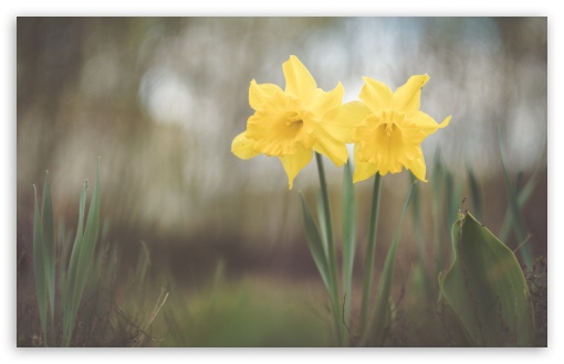 Download Two Yellow Daffodils Flowers UltraHD Wallpaper