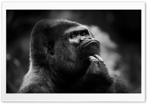 Thoughtful Gorilla BW