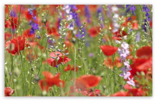 Download Wildflowers Close-up UltraHD Wallpaper