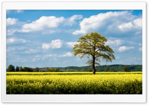 Rapeseed Fields