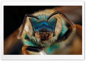 Blue Green Metallic Bee,...