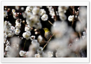 Plum Blossoms