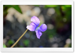Lonely Purple Bloom