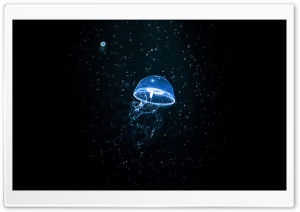Jellyfish Dark